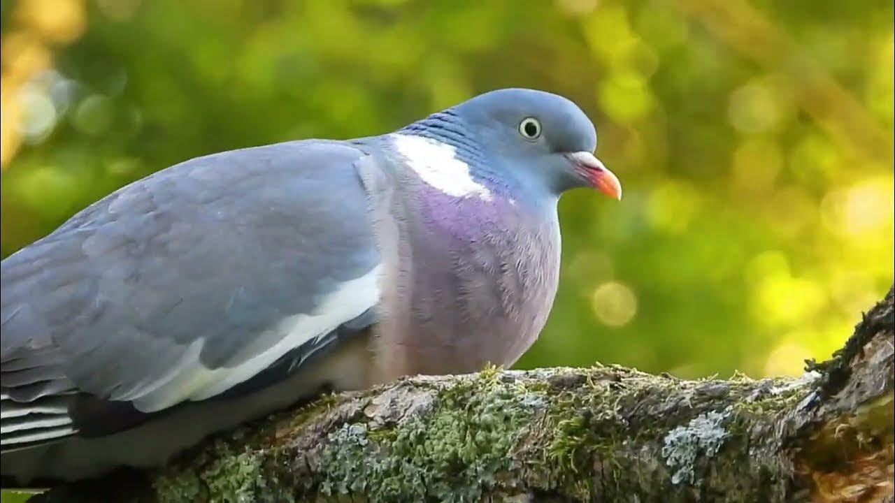 Common wood pigeon sound, Columba palumbus call YouTube
