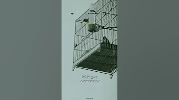 آهنگ کوردی وی شهره باید بچم Music Kordi Kurdish کرمانشاه 