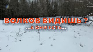 Волки Петровича искали