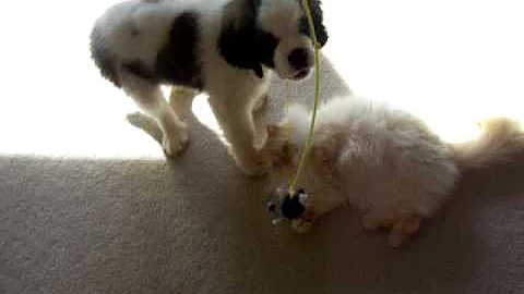 How to entertain a puppy and a cat at the same time!