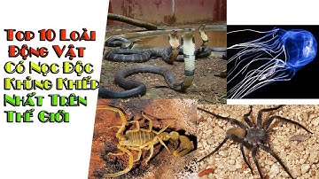 Top 10 Loài Động Vật Có Nọc Độc Khủng Khiếp Nhất Trên Thế Giới
