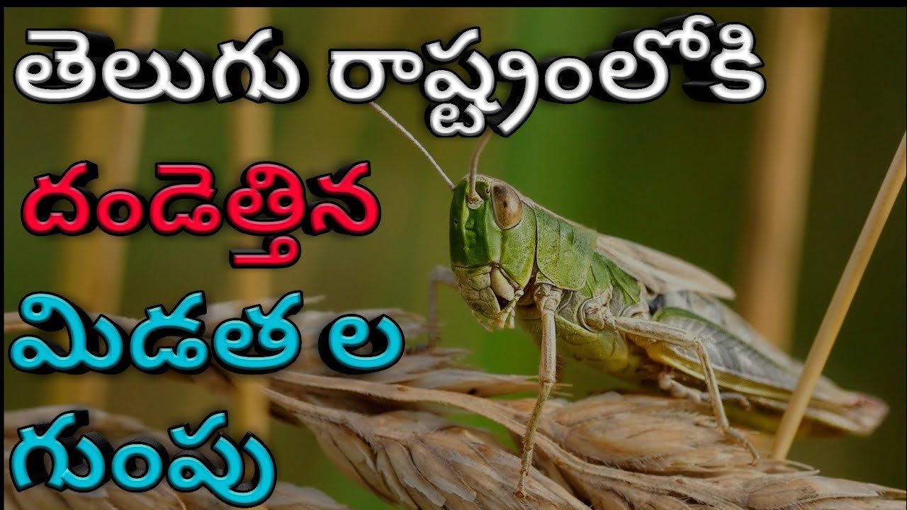 A group of locust invading the Telugu states | how to control | venkat talks |