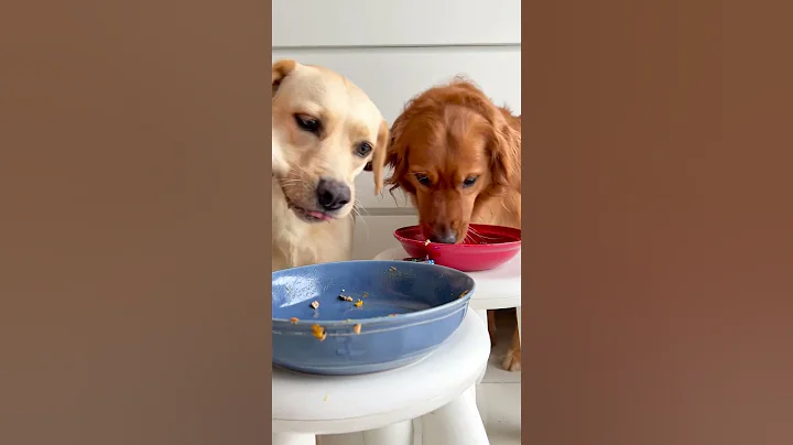 Feeding Dog ASMR 寵物吃播 220 #shorts - 天天要聞