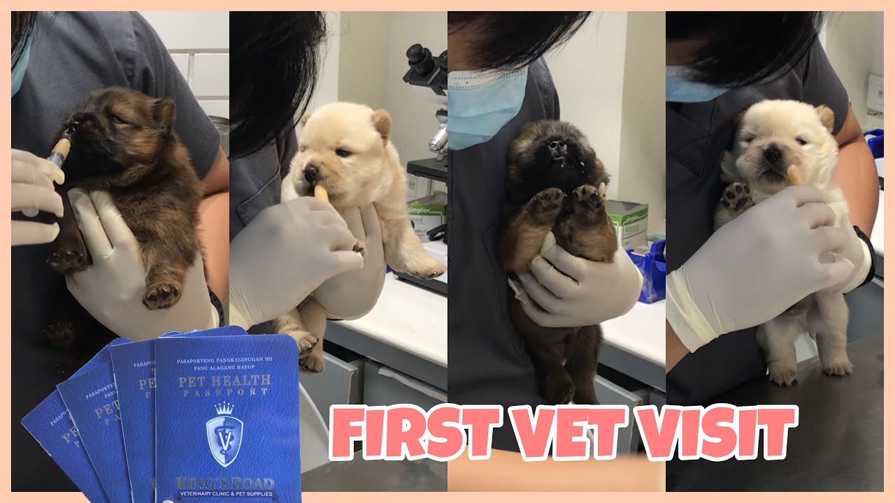 FIRST VET VISIT DEWORMING ChowChow Puppies YouTube