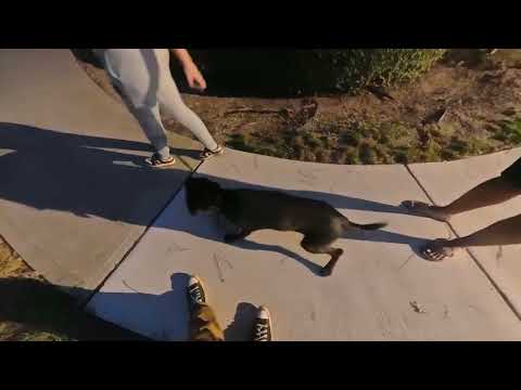 Boog’s owner lesson walk