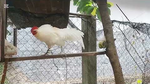 Qaib Dib Dawb 15/12/2025