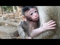 Life of monkeys Ep113, life of poor baby monkey with mom, baby monkey ru...