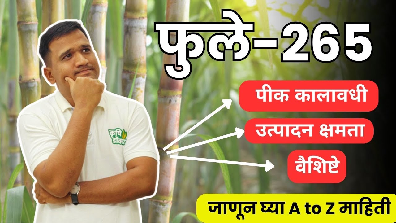 265 ऊस जात माहिती | 265 sugarcane marathi #krushidoctor #कृषिडॉक्टर #265 #ऊस #sugarcane