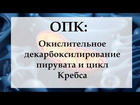 ЭНЕРГООБМЕН 2. ОПК: ОКИСЛИТЕЛЬНОЕ ДЕКАРБОКСИЛИРОВАНИЕ ПИРУВАТА И ЦИКЛ КРЕБСА