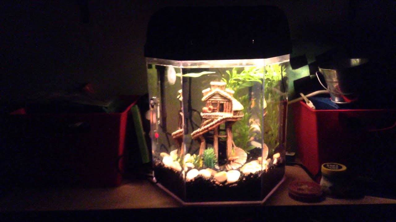 Fish Tank At Night (Turn Up Volume) YouTube