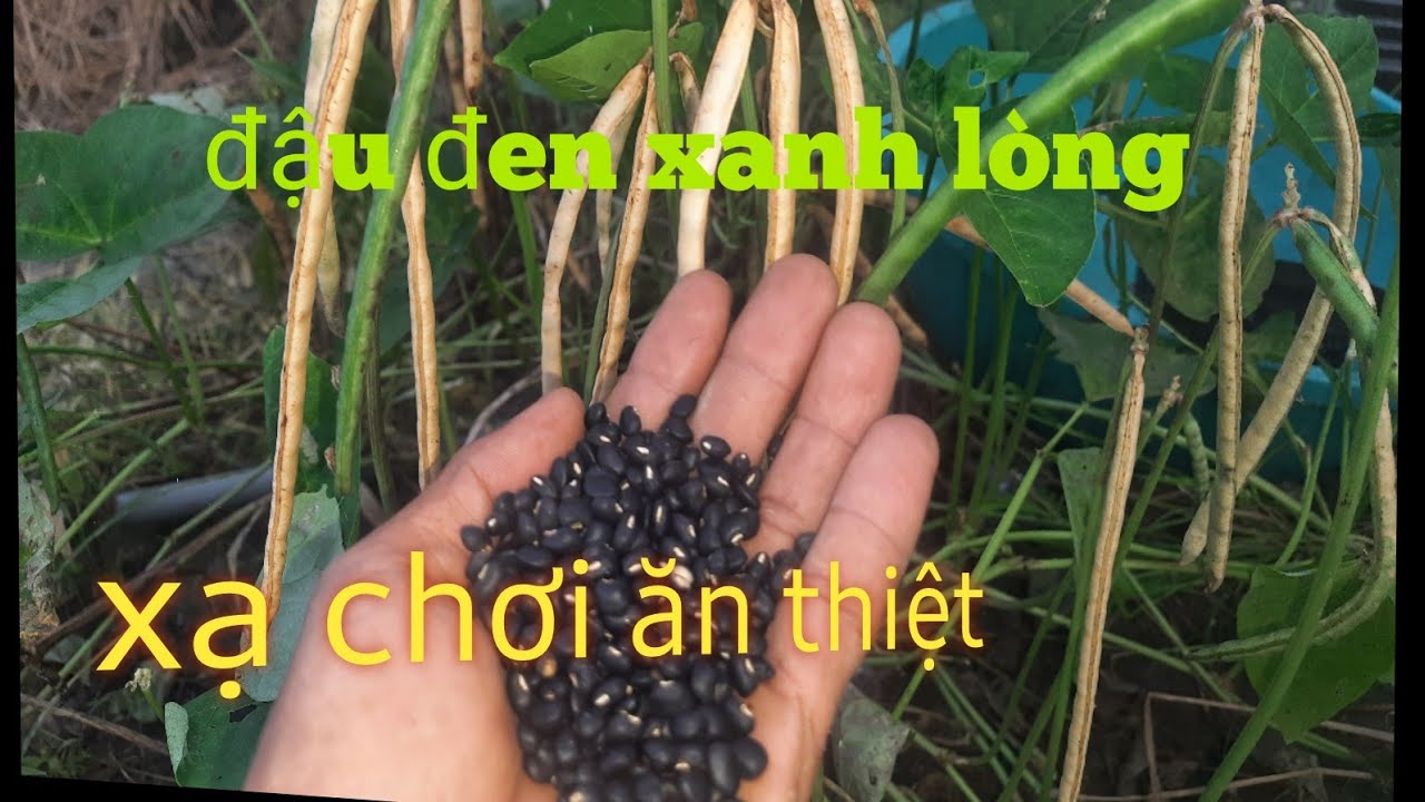 Cách trồng đậu đen xanh lòng đơn giản nhất không ai ngờ