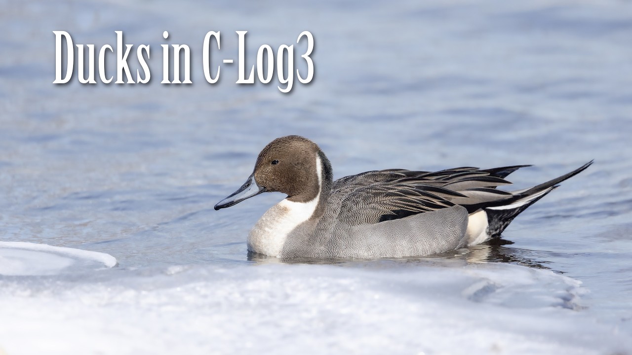 Ducks in C log3