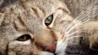 El gato Pixie Bob - The Pixie Bob cat by GatosMiau 972 views 5 years ago 2 minutes, 50 seconds