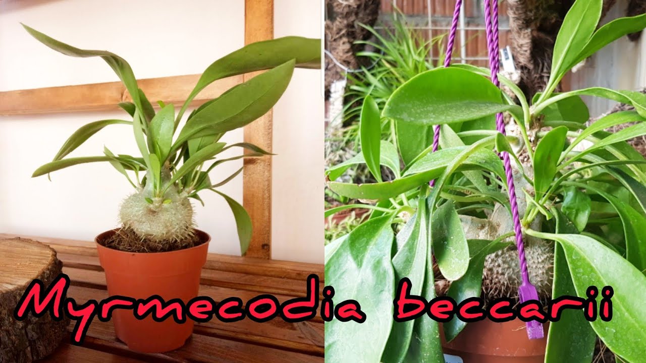 Каудексный Эпифит-Myrmecodia beccarii