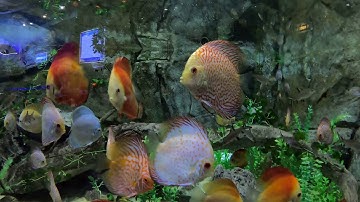 Cá dĩa "Ngũ sắc thần tiên" 🌈  Cận cảnh bể cá Dĩa khổng lôf