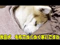 寒くなりました!毛布で丸まる秋田犬そら・シェパード犬マックと遊びます