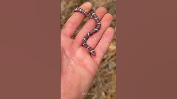 Wildlife Animals Transformation!!