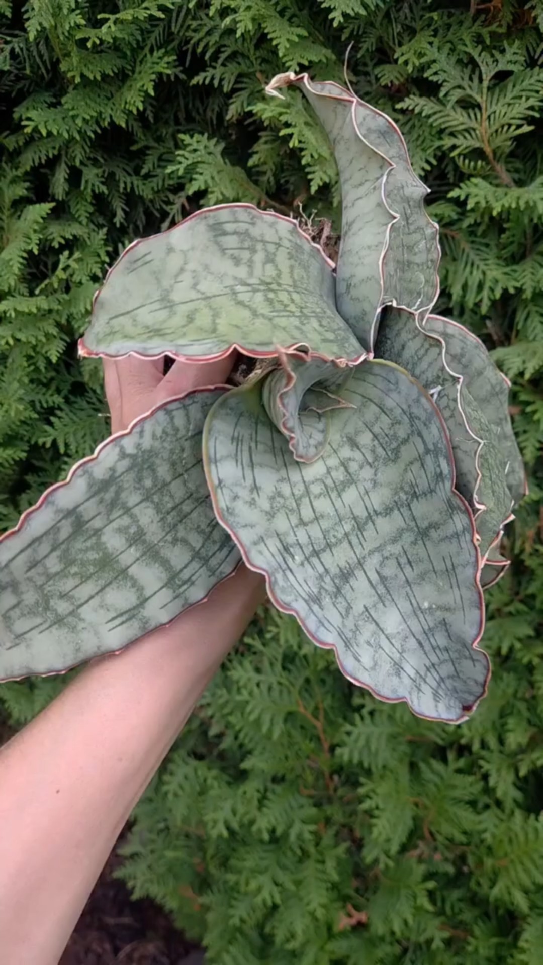 Sansevieria Cleopatra | サンスベリア | lidah mertua | сансевиерия