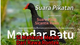 Suara Pikat Burung Mandar batu | Sicantik mahkota merah