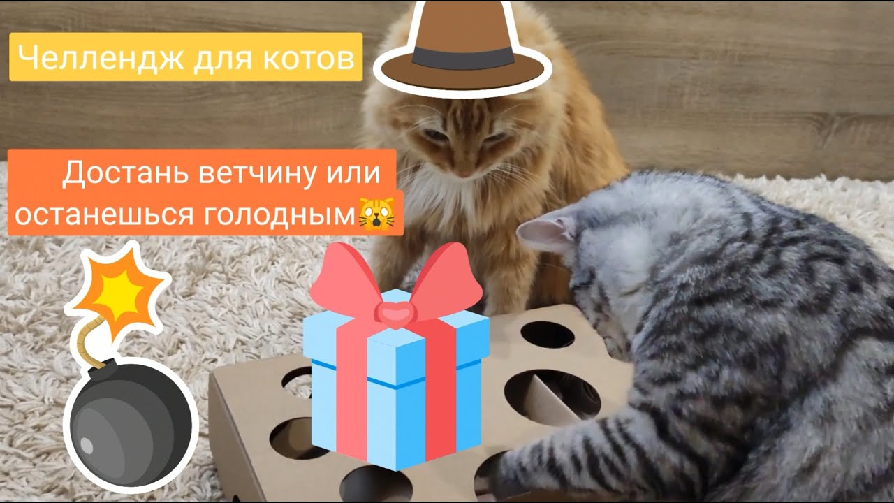 Челлендж котик. ЧЕЛЛЕНДЖ С котом. Кошка Ириска.