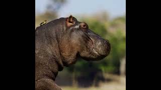 Go Diego Go Pictures Of The Animals