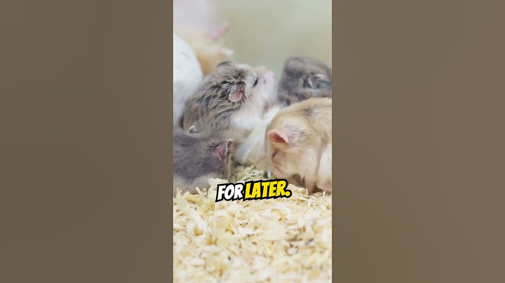 Do you know about the unusual behavior and habits of hamsters?