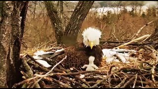 Decorah Eagles DM2 Takes Over & Eaglet Gets Out Of Nest Bowl DM2 Gets Eaglet Back In