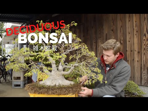 Broadleaf & Deciduous Bonsai Seasonal Tips | Bonsai-U