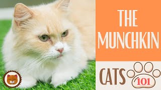 Cats 101  MUNCHKIN CAT  Top Cat Facts about the MUNCHKIN