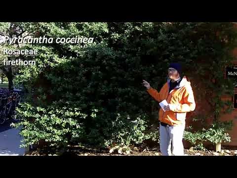 Vídeo: Firethorn Plants - Cultiu d'arbustos de Firethorn al paisatge