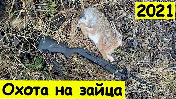 Охота на зайца по чернотропу без собаки