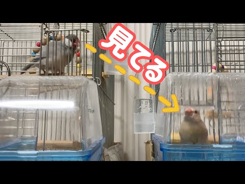 初めて水浴びをする文鳥とそれを横から見守る先輩文鳥　　癒し動物　面白い動物　Java sparrow