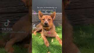 🥰Cutest 🐶puppies 💗💕 #cutestpuppies #cutepuppy #dogsvideo #sweetpuppy #dogchallenge #doggie #puppys by Cutest Puppies 1 view 1 year ago 1 minute, 1 second