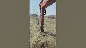 The process of removing tree roots #shorts