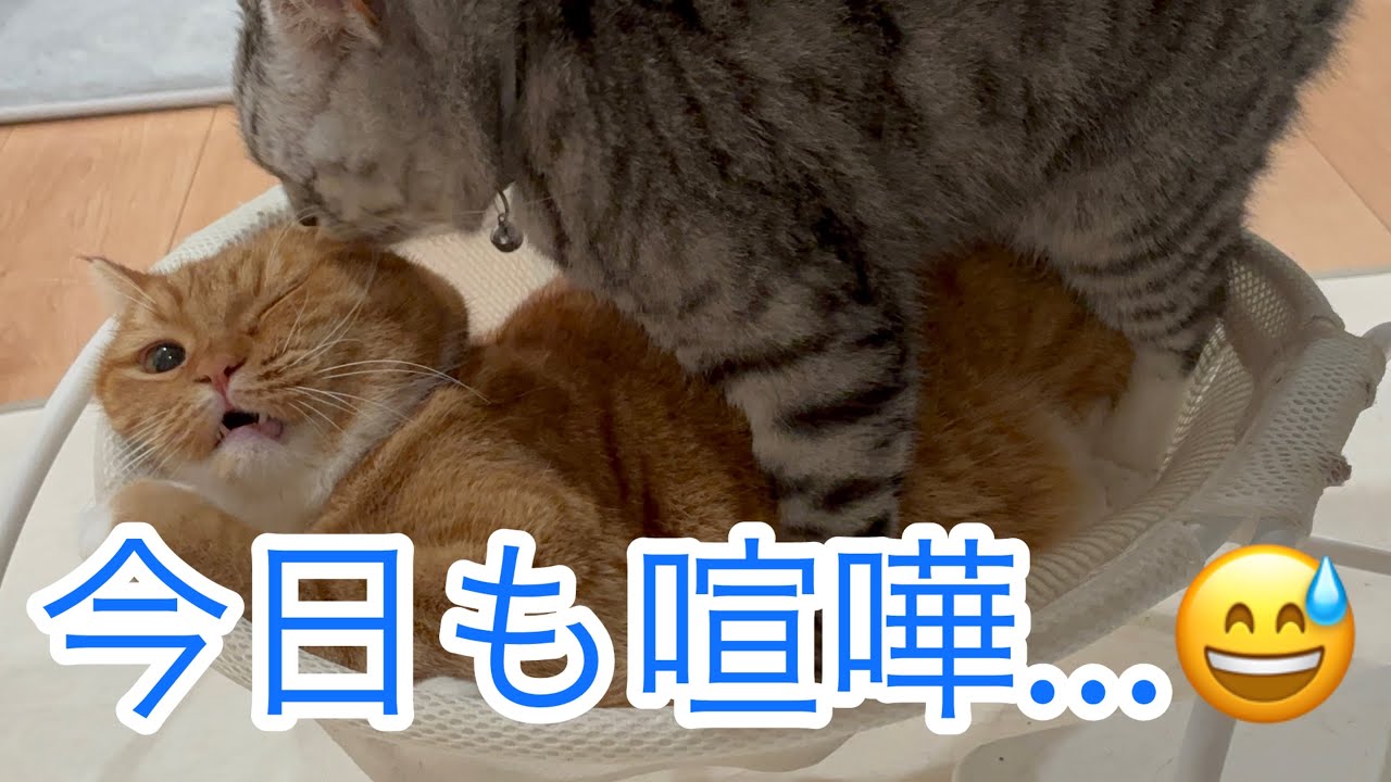 今日も喧嘩…😅