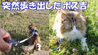 The huge cat Bosskichi starting walk with wearing the harness.