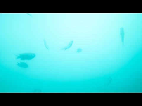 HERE AND NOW   いまここ  Rinko Kawauchi & Shuntaro Tanikawa & Ikuko Harada