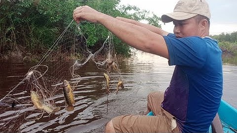 Giăng lưới Đầu Mùa Mưa Gỡ Cá Mỏi Cả Tay_ Cà Mau Quê Em..!!!