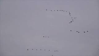 Meer dan 500 #kraanvogels boven ons huis in #Oeffelt zondag  prachtige film Frans Merkes