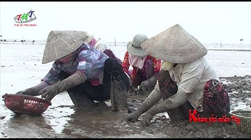 Đi dọc biển Tân Thành phần 02 - Nghề cào nghêu ở biển Cười | Khám Phá Miền Tây