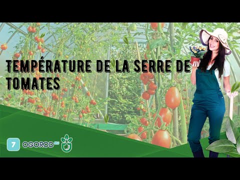 Vidéo: Plants de tomates et température - Température la plus basse pour faire pousser des tomates