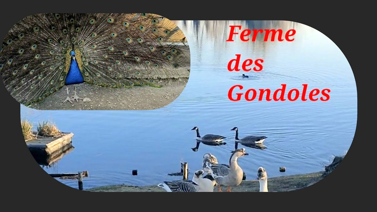 Ferme des Gondoles à Choisy le