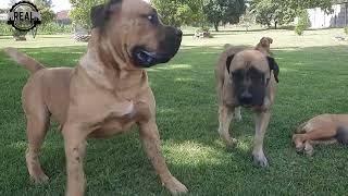 Real Boerboels - Dog mating attempt 3 | Young male unsuccessfully lures the female