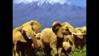 Bana Ngenge - Selina