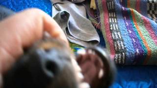 Н-Блек-Белла 45Дней Отец Don -Ajko