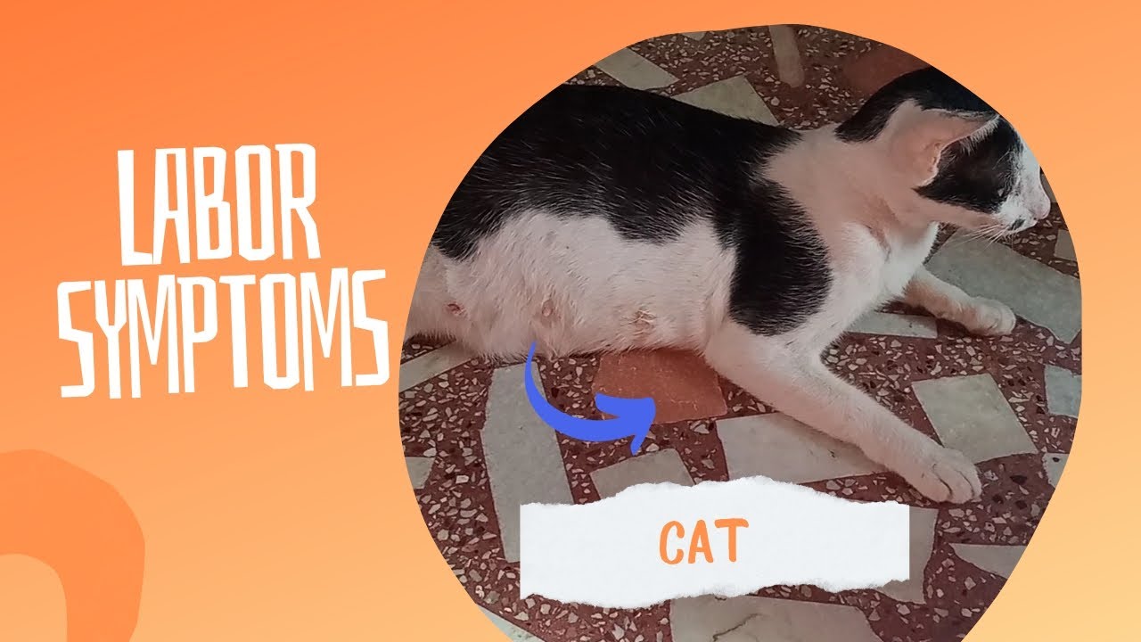 Labor symptoms of cat Labor signs 4stages. YouTube