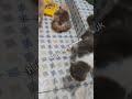 mukbang ya krucil2 ku(1)