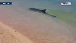 В сети появилось видео игры дельфинов возле берега на Опуке В сети появилось видео игры дельфинов возле берега на Опуке