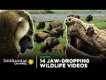14 jawdropping wildlifes  smithsonian channel