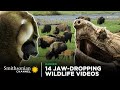 Animal Adaptations and Survival Strategies